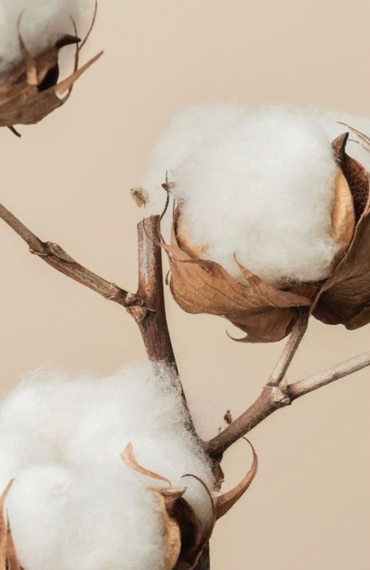 Sustainable Fashion: Paving the Way for a Greener Future in the Indian Market